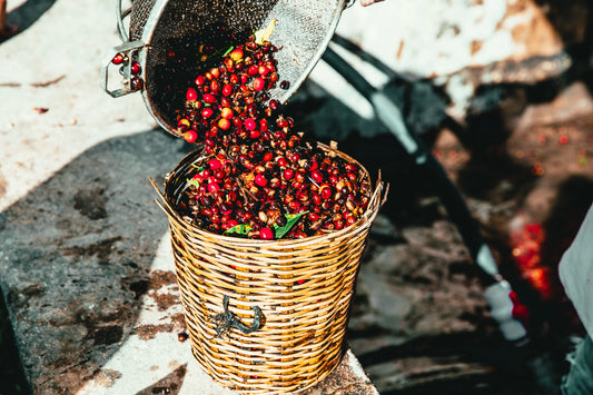 Exploring the Role of Coffee Fruit Polyphenols in Blood Sugar Management for Type 2 Diabetes