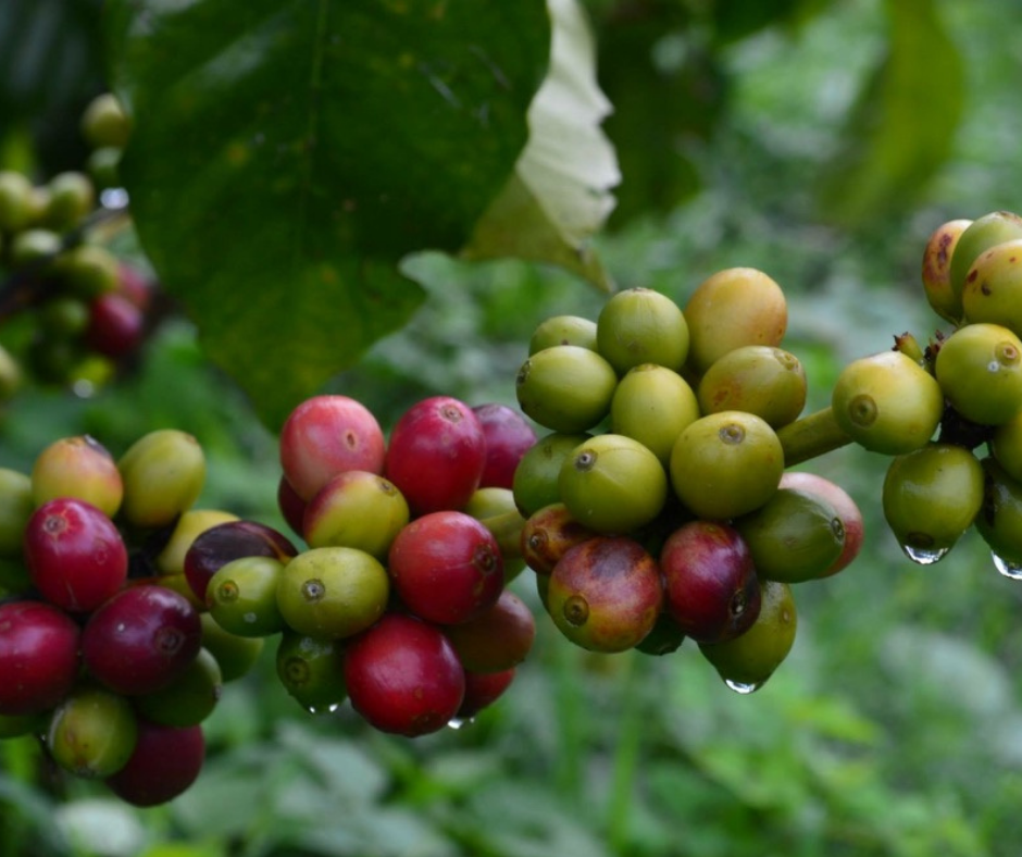Coffee Fruit Tree